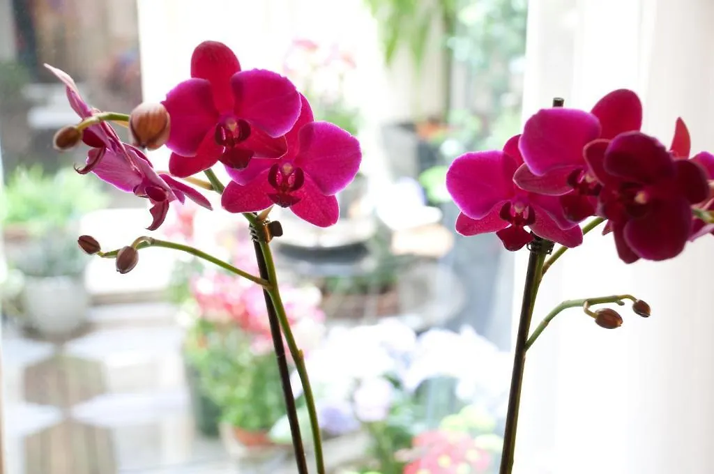 Bed & Breakfast Palace B&B Amsterdam